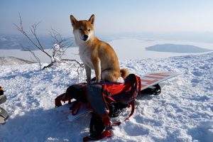 ユウタの愛犬ハル。バックパックに座りご満悦のご様子。明日も晴れますように！
